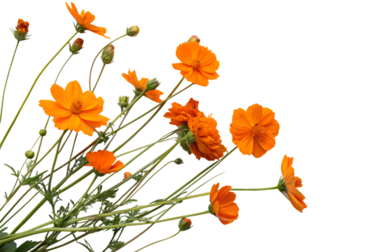 orange flowers cosmos arrangement flat lay postcar solated on white background, png, ai generated.	