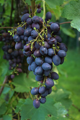 Black grapes with oval berries ready to harvest on branches in the vineyard on late summer