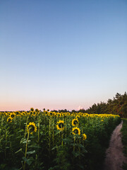 A field of sunflowers against a pink and blue evening sky. Nearby is a path on the edge of the forest.