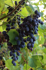Black grapes with oval berries ready to harvest on branches in the vineyard on late summer
