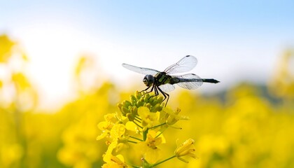 Dragonfly on Rape Blossoms with Sunrise.
