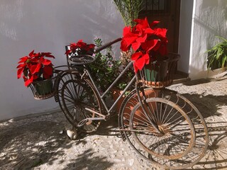[Spain] Bicycle-shaped planter stand decorated with Poinsettia (Frigiliana)