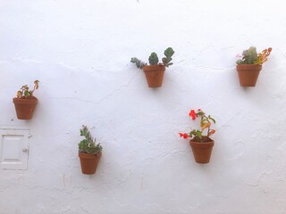 [Spain] Brown potted plants hung on a white wall (Frigiliana)