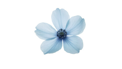 Blue Anemone Flower Isolated on White Background