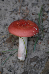 Russula paludosa - red forest mushroom. 