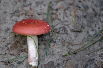 Russula paludosa - red forest mushroom. 