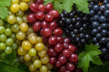 Assorted Grapes With Green Leaves green grapes red grapes
