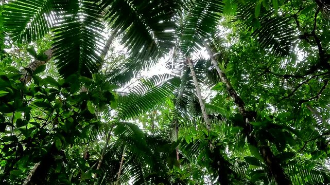 Still video of spider monkeys moving the tree branches to scare us; nature background