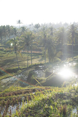 Rice Terraces and Palm Trees in Bali, Indonesia