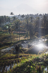 Man Watching Sunrise at Tegalalang Rice Terraces, Bali