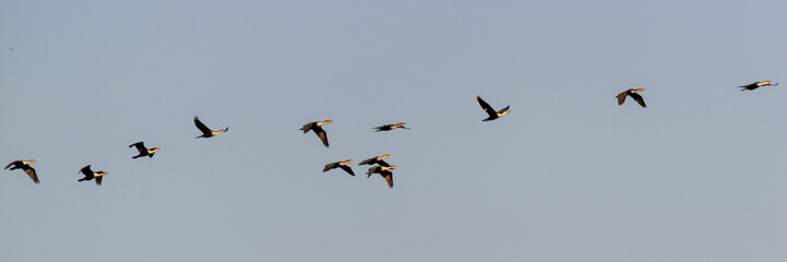 Groupe de cormorans en vol