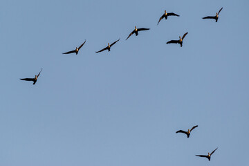 Groupe de cormorans en vol