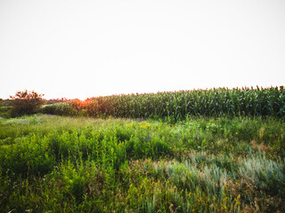 The summer sun sets over the horizon of a cornfield. In the foreground, tall grass casts large shadows.
