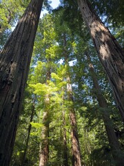 Morning light on Coast Redwoods