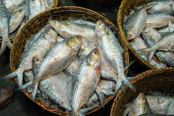 Freshly caught Hilsa fish, a delicacy in Bangladesh, on ice.