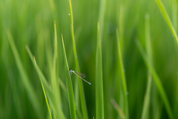 朝露に濡れた植物に止まるトンボ