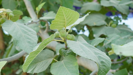 Close-Up of a Common Fig Tree Branch with Lush Green Leaves and Small, Unripe Developing Fruits

