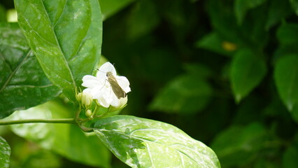 A Small, Dainty Brown Butterfly with White Wing Edges Perched Delicately on a Blooming White...