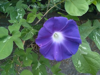 violet flower in the garden