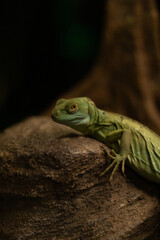 portrait of a green iguana on a rock looking at the camera