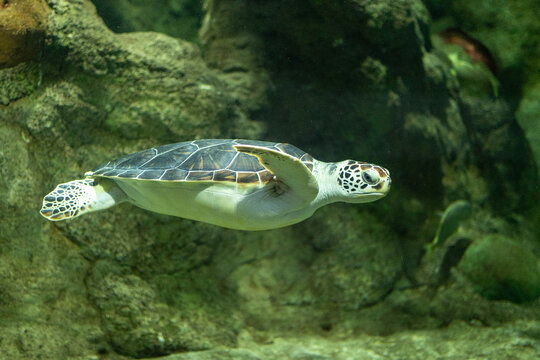 Sea turtle swimming in a lighted tank with a rock bottom