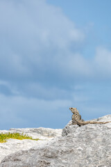 Iguana posing on a rock on a sunny day with clouds in the background