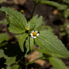 Little flower on the street