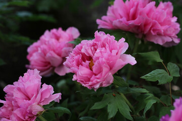 Beautiful flower of paeonia plant