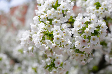 Branches of sakura flowers, cherry blossom