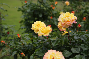 in a Japanese public garden.

คำแปลไทย: