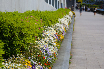 Colorful flowers blooming along the sidewalk in Japan with a pigeon walking nearby