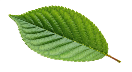 Bright green cherry leaf in close-up isolated PNG with Transparent Background