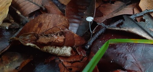 Mushrooms growing in the forest after the rain