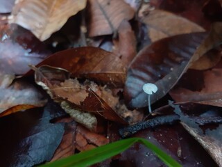 Mushrooms growing in the forest after the rain