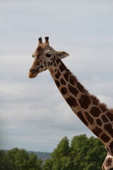 giraffe portrait with cloud background