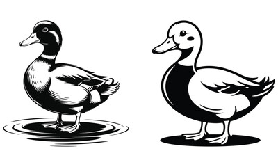 duck and ducklings