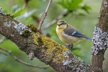 blue tit on branch