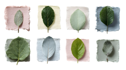Botanical leaf collection on textured paper, isolated on transparent background