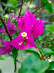 Fuchsia Bougainvillea Flower with Petal Details. Perfect for themes of tropical flora, ornamental plants, natural beauty, and garden decoration.