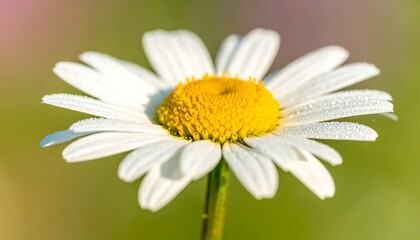Obraz premium Close-up of a dew-kissed daisy, showcasing its white petals and yellow center against a blurred green background