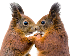 Reddish Eurasian Red Squirrel Sitting Upright with Fluffy Tail, Holding Hazel Nut, Isolated on Transparent Background
