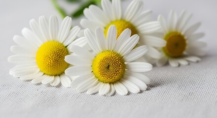 Obraz premium Close-up of Beautiful White and Yellow Daisy Flowers on Neutral Textured Surface