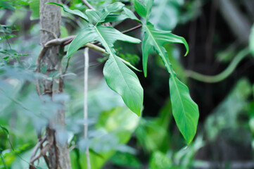 Philodendron pedatum Glad Hands or ARACEAE , Philodendron plant