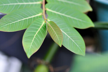 Phyllanthus mirabilis , Phyllanthaceae or Phyllanthus