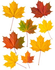 Colorful autumn maple leaves isolated on white