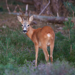Roe deer looking back