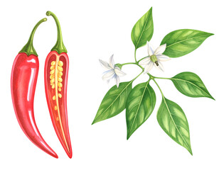 Watercolor chili pepper plant with red pod cut open showing seeds, green leaves and white flower on isolated background
