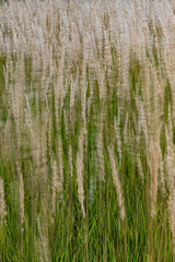 735-44 Feathered Feather Grass
