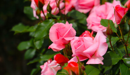 Beautiful roses blooming in a Japanese public garden.