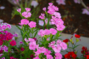 Dianthus flowers blooming beautifully in the garden.